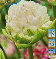 Тюльпан махровый Уайт Маунтейн