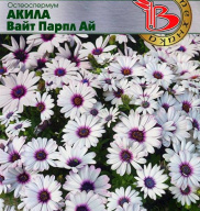 Остеопермум Акила Вайт Парпл Ай "Биотехника"