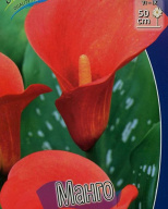 Калла Манго