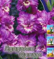 Гладиолус гофрированный Вувузела Фриззл