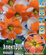 Нарцисс Электрус