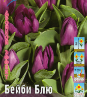 Тюльпан низкорослый махровый + супер карлик Бейби Блю
