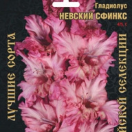 Гладиолус Невский Сфинкс