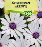 Остеоспермум Аккорд  "Гавриш"