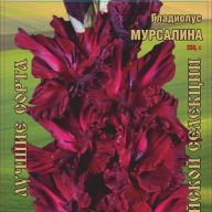 Гладиолус Мурсалина