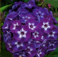 Флоксы