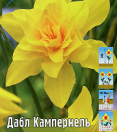 Нарцисс махровый Дабл Кампернель 
