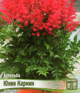 Астильба Юник Кармин 