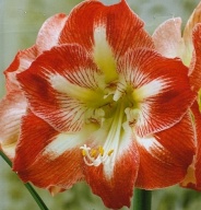 Амариллис Минерва