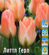 Тюльпан грейга Литтл Герл