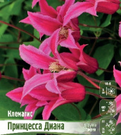 Клематис Принцесса Диана