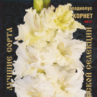 Гладиолус Корнет