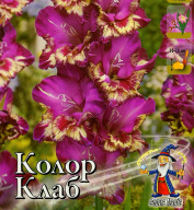 Гладиолус крупноцветковый Колор Клаб 