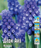 Мускари Дарк Айз 