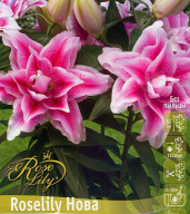 Лилия восточная Roselily Нова