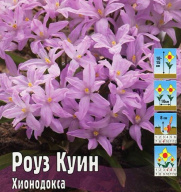 Хионодокса Роуз Куин