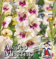 Гладиолус крупноцветковый Амбер мистик