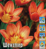 Тюльпан кауфмана Шекспир 