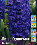 Гиацинт Питер Стуйвезант