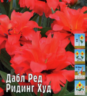 Тюльпан Дабл Ред Ридинг Худ