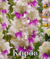 Гладиолус гофрированный Киров