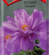 Космея Барышня "Поиск"