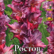Гладиолус гофрированный Ростов 