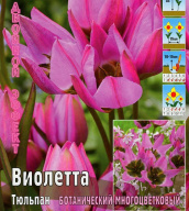 Тюльпан ботанический Виолетта