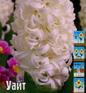 Гиацинт Уайт Перл