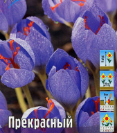 Крокус осеннецветущий Прекрасный 