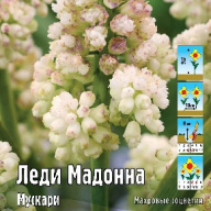 Мускари Леди Мадонна 