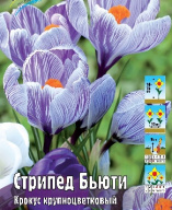 Крокус крупноцветковый Стрипед Бьюти
