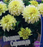 Георгин Гэллери Серенада