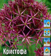 Лук декоративный Кристофа