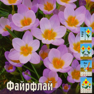 Крокус ботанический Файрфлай 