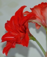 Амариллисы
