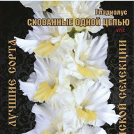 Гладиолус Скованные Одной Цепью