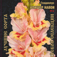 Гладиолус Алишер Навой