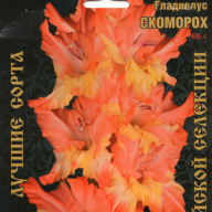 Гладиолус Скоморох