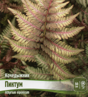 Кочедыжник (папоротник)  Пиктум