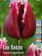 Тюльпан бахромчатый  Сан Пабло