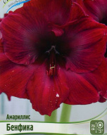 Амариллис Бенфика
