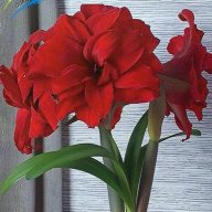 Амариллис махровый Амарантия 