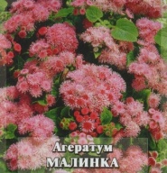 Агератум Малинка  "Гавриш"