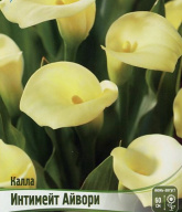 Калла Интимейт Айвори 