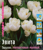Тюльпан многоцветковый + махровый Эвита