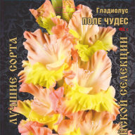 Гладиолус Поле Чудес