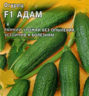 Огурец F1 Адам "Гавриш"