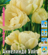 Тюльпан густомахровый Аннелинда Уайт 
