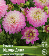 Георгина декоративная бордюрная Мелоди Дикси